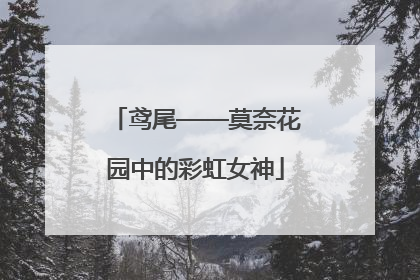 鸢尾——莫奈花园中的彩虹女神