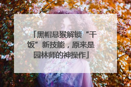 黑帽悬猴解锁“干饭”新技能，原来是园林师的神操作