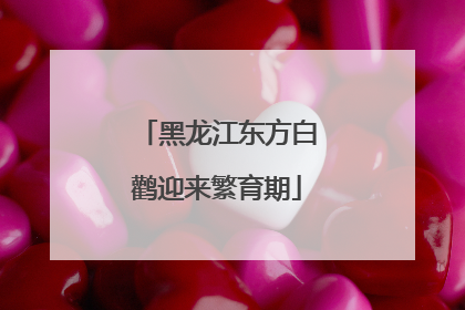 黑龙江东方白鹳迎来繁育期